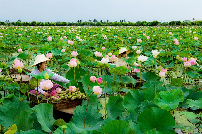 Lotus Field, Nakhon Pathom